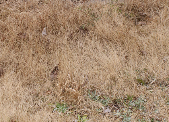 天然芝って大変！？困った事編