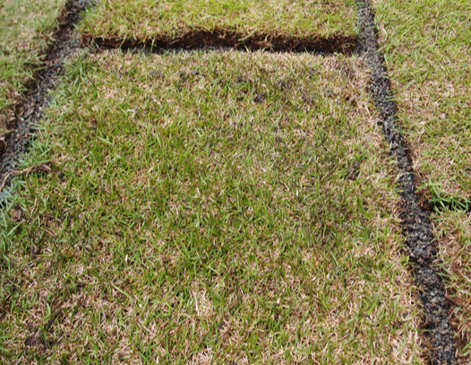 天然芝って大変！？種類編