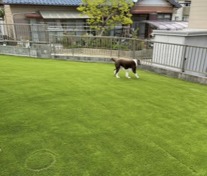 知多郡・施工後の人工芝の庭で愛犬が走る様子