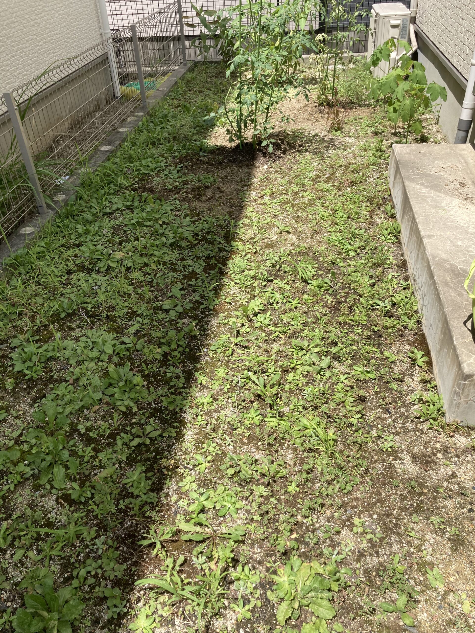 あま市・施工前の雑草だらけの裏庭