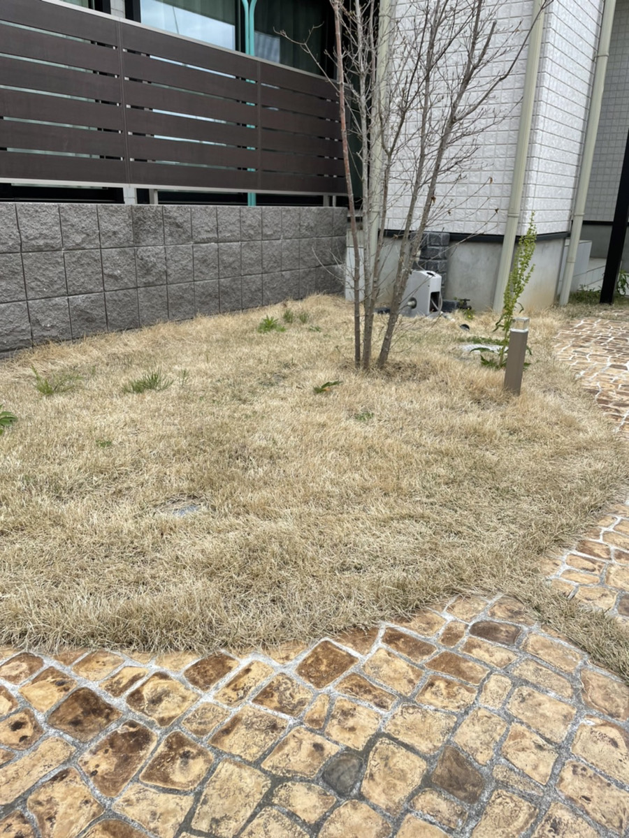 施工前:冬枯れして茶色くなった前庭の天然芝