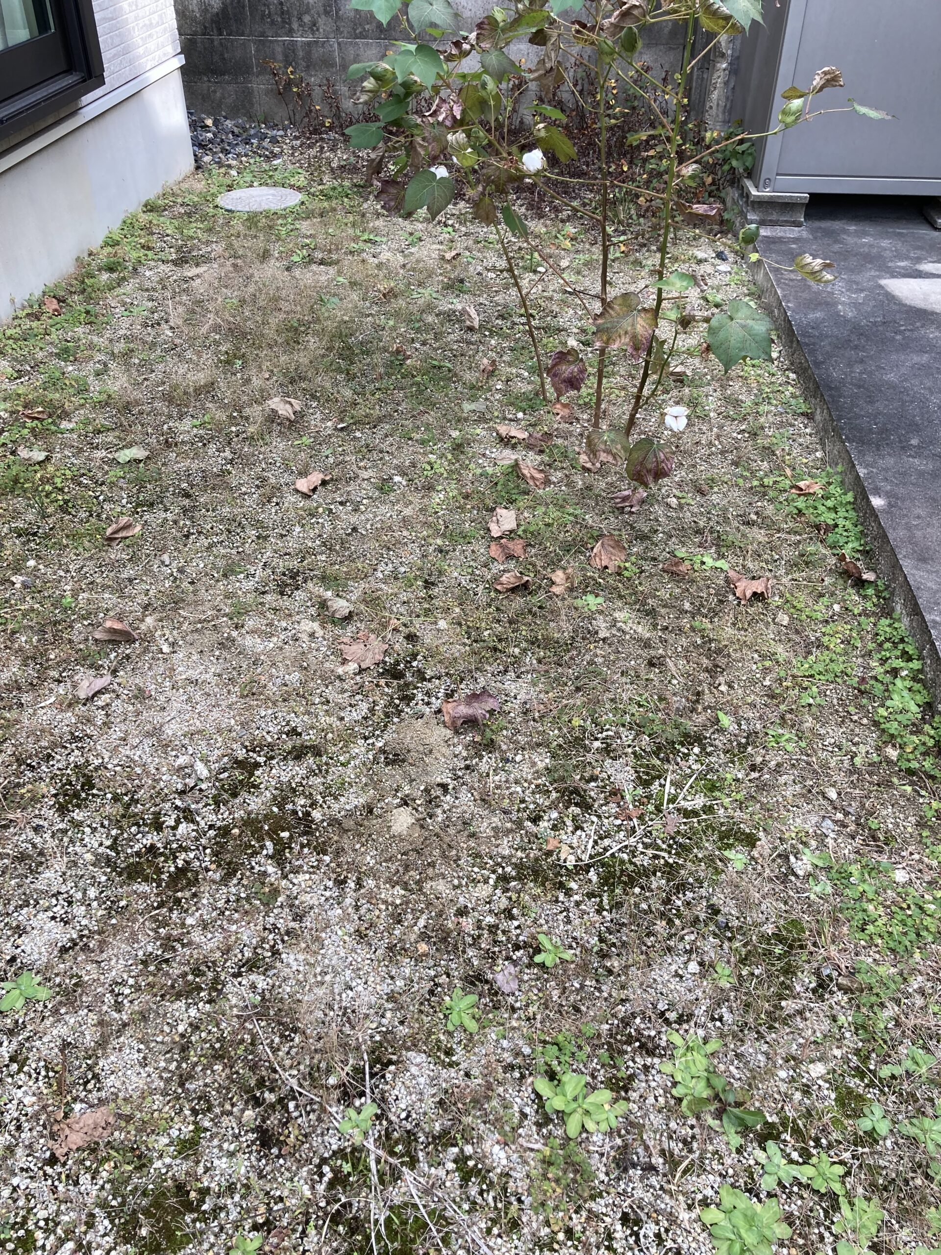 尾張旭市・施工前の雑草だらけの裏庭