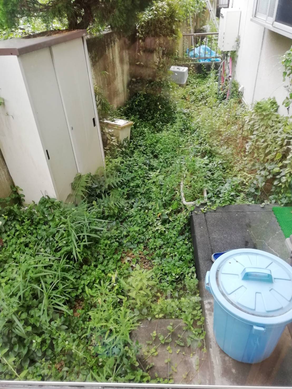 施工前：雑草だらけの裏庭