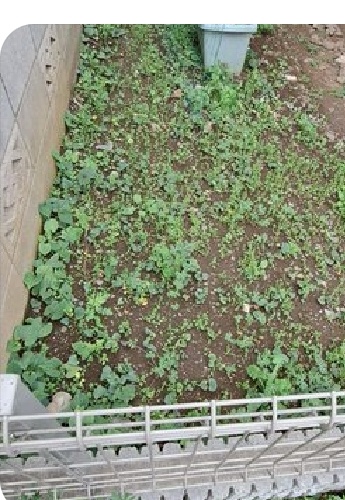 施工前:石が点在し雑草が生えた土の裏庭