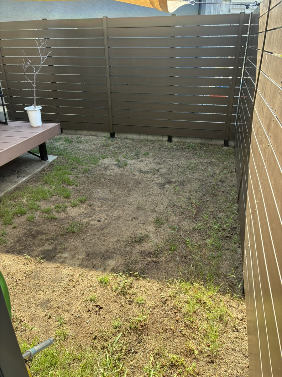 施工前:まだらに枯れた天然芝の庭