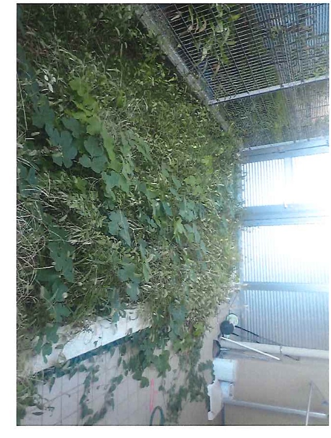 施工前：雑草が生い茂った防草シート敷きの専用庭