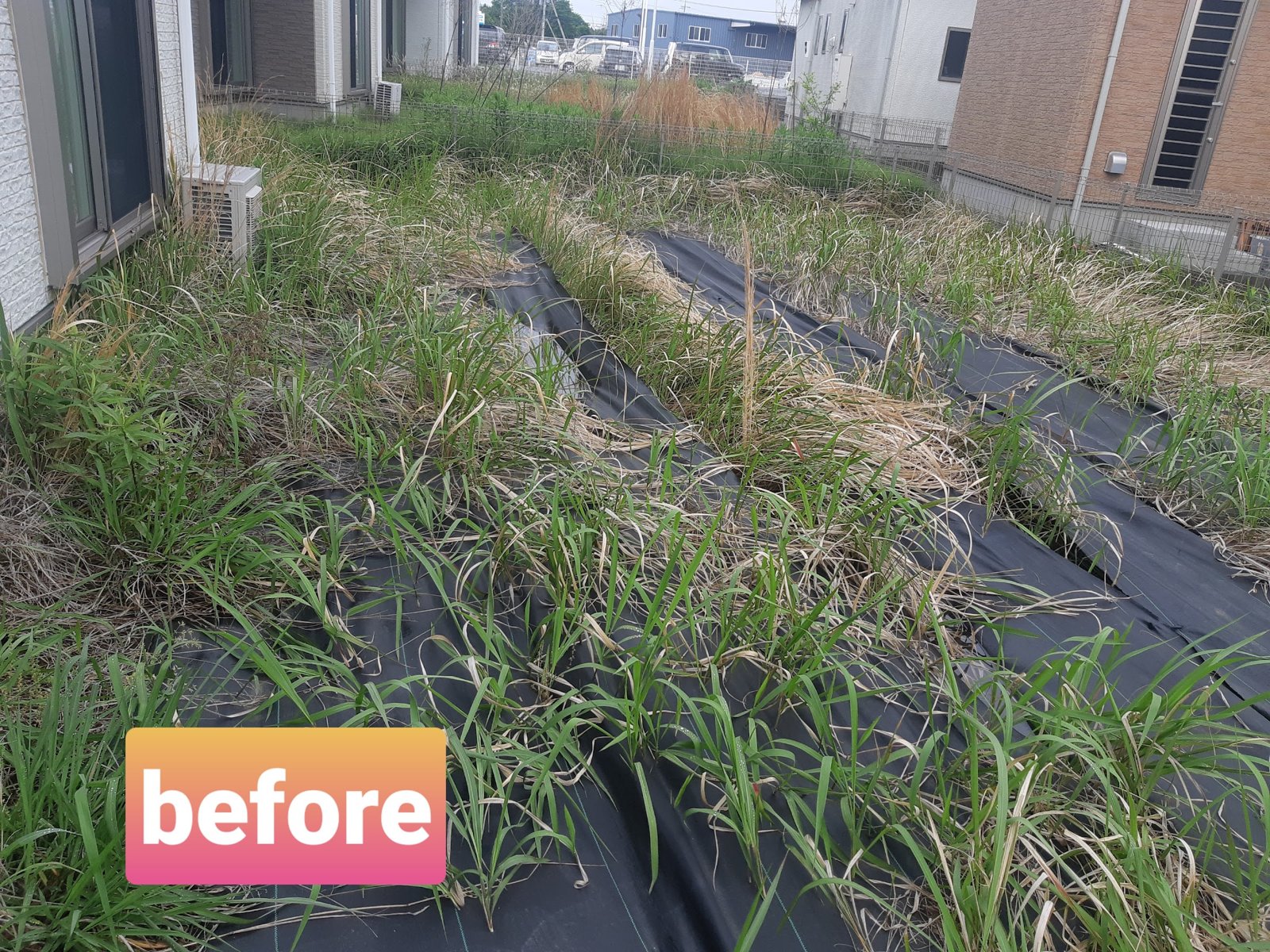 施工前:防草シートの継ぎ目から雑草が伸びたお庭