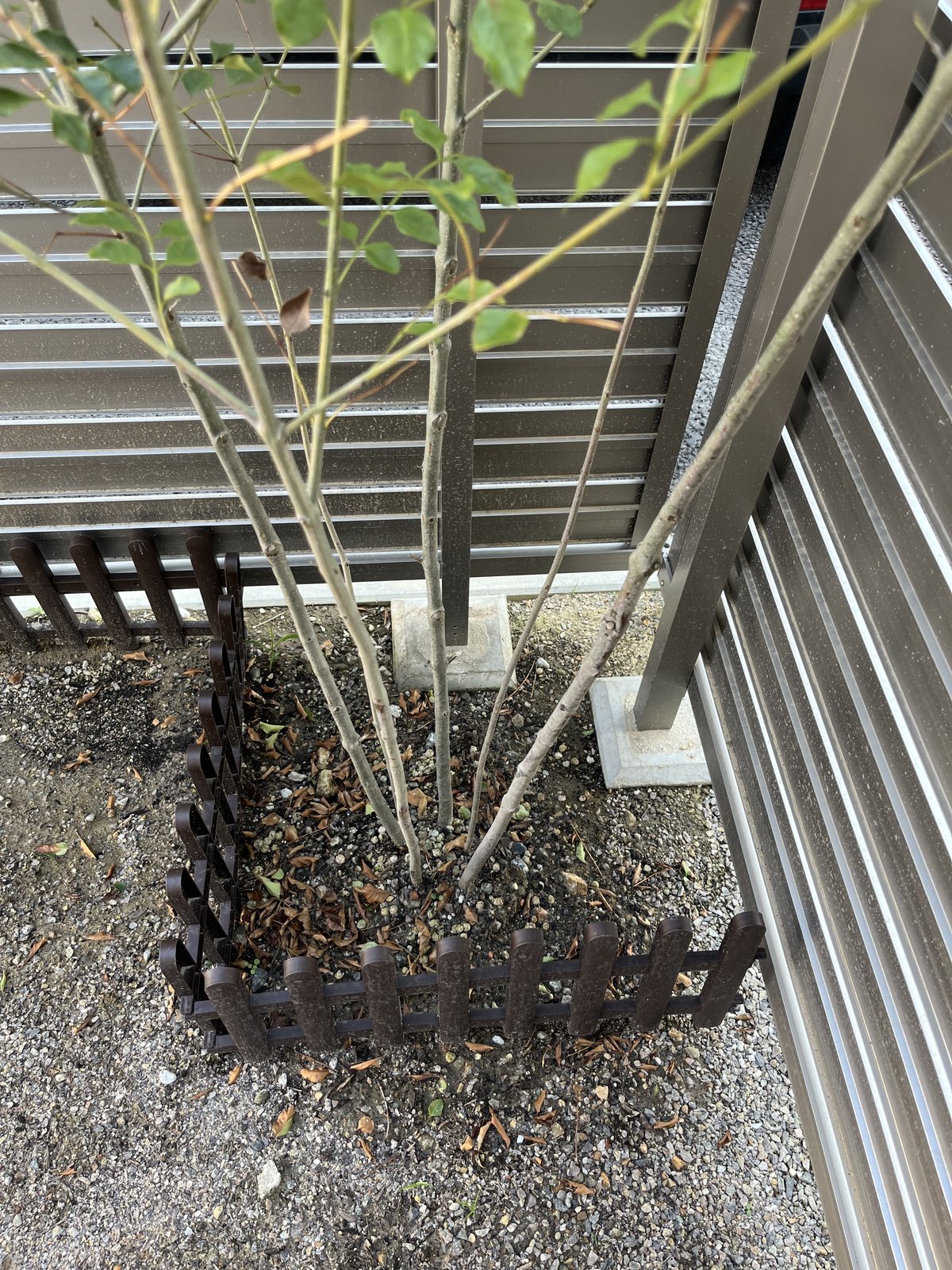 施工前:シンボルツリーの植栽まわり