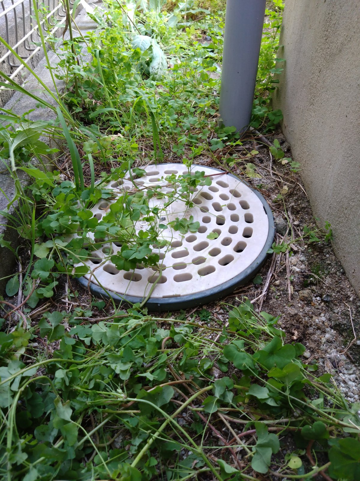 施工前:排水口まわりまで雑草に覆われた犬走り