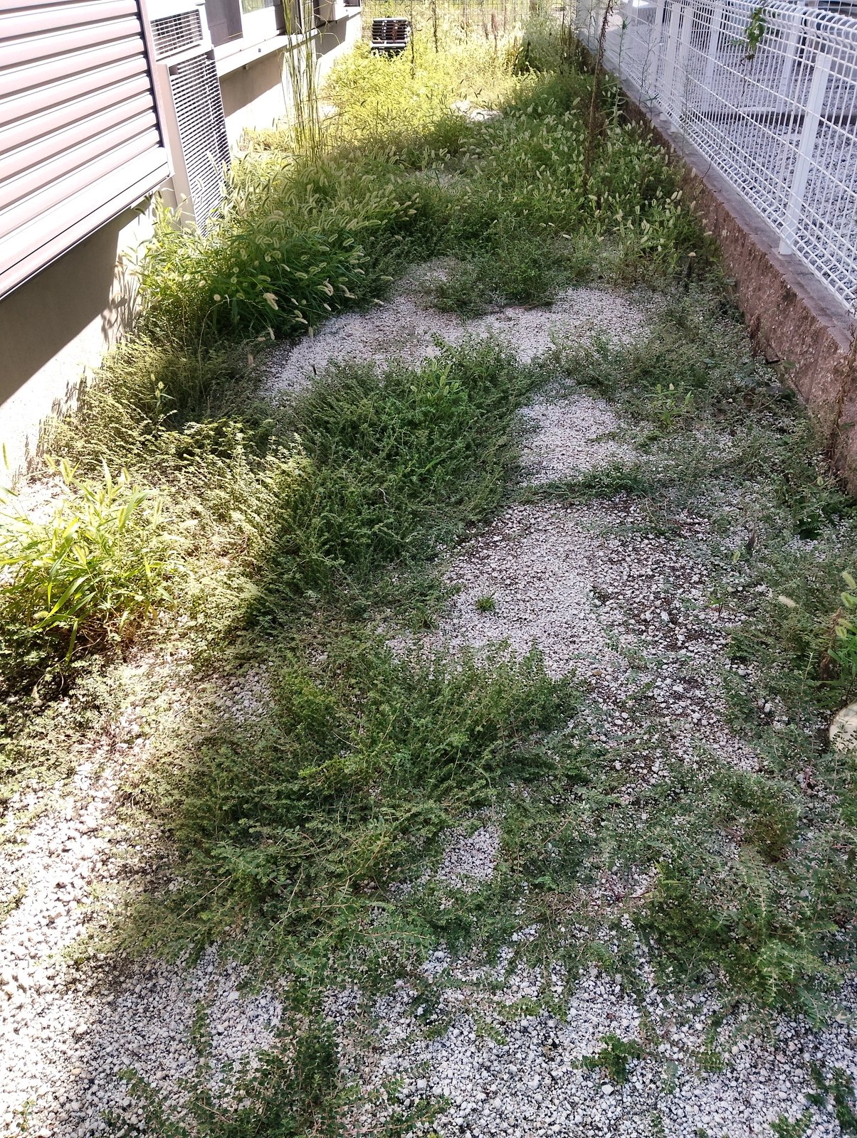 施工前：雑草が広がった砂利敷きの犬走り
