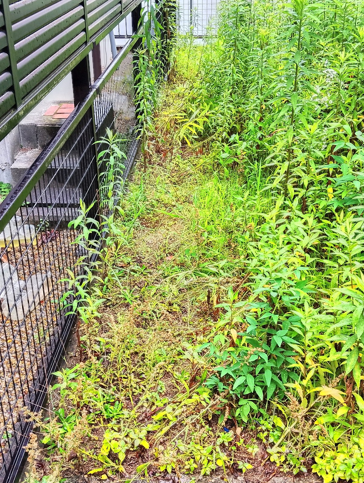 施工前:背丈まで雑草が伸びた裏庭