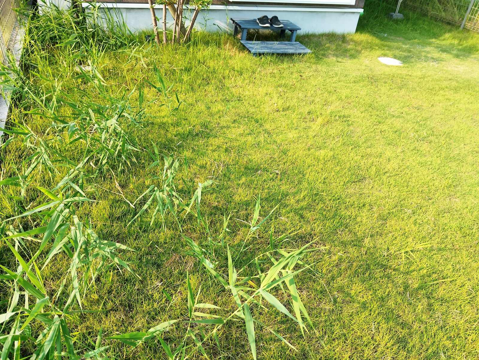施工前:伸び放題の天然芝に雑草が混じった裏庭