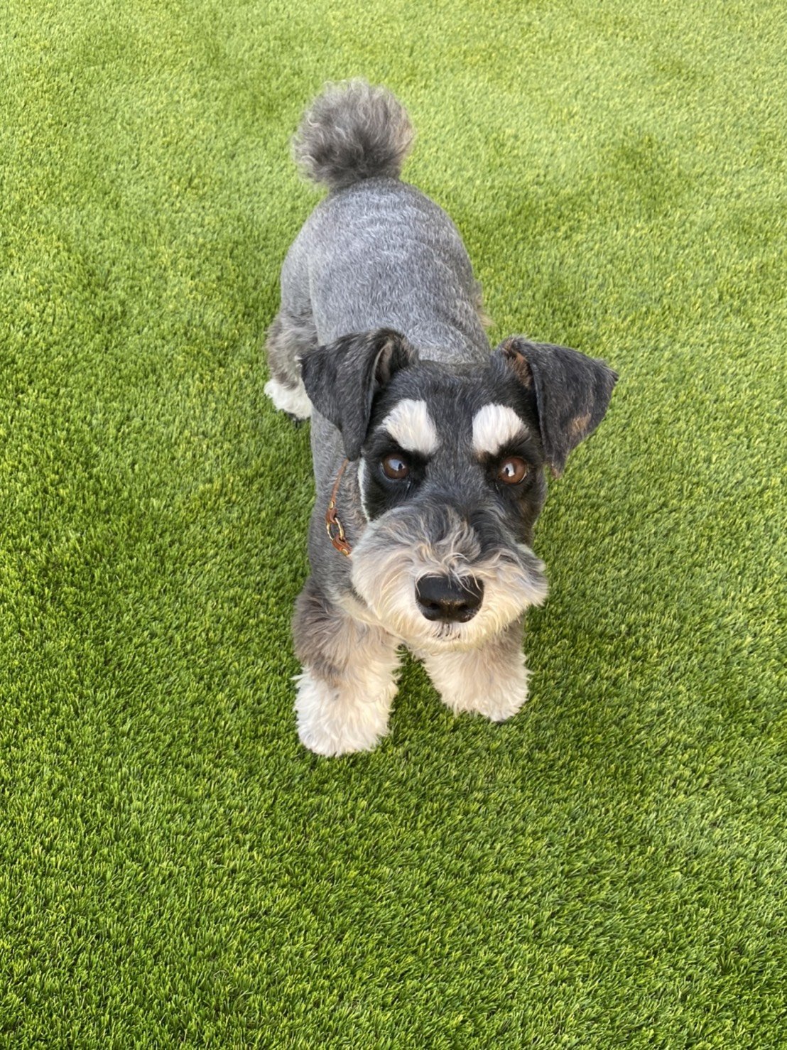 施工後:人工芝の上に立つ愛犬